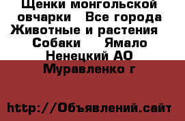 Щенки монгольской овчарки - Все города Животные и растения » Собаки   . Ямало-Ненецкий АО,Муравленко г.